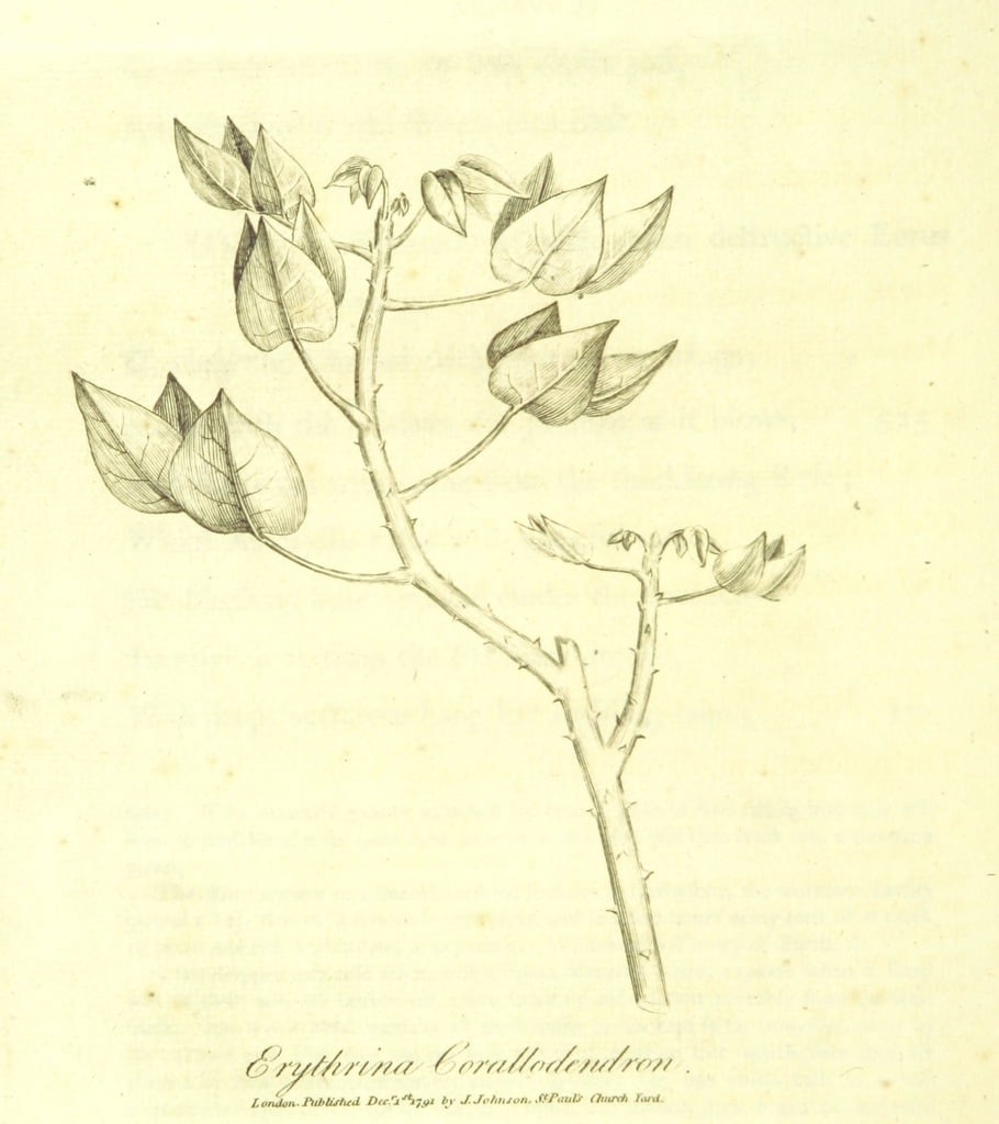 flora-from-the-botanic-garden-a-poem-etc-by-erasmus-darwin-the