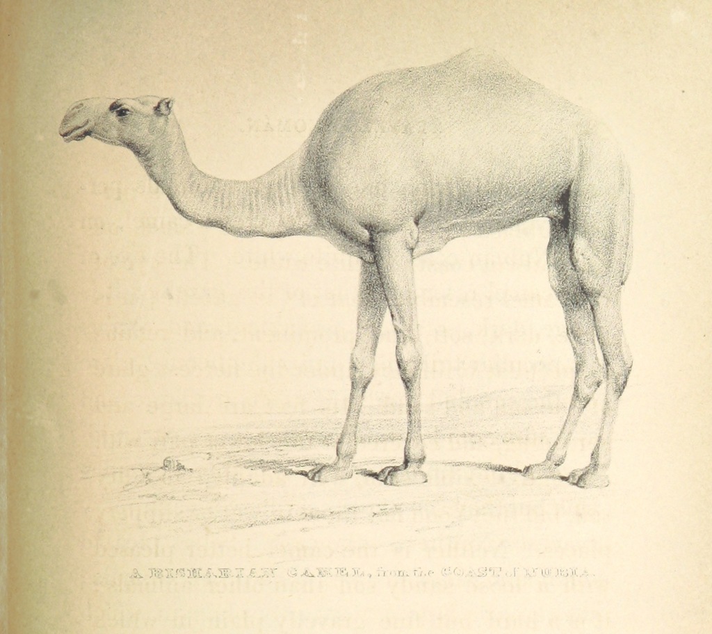 Верблюд метис 3 буквы. Верблюд рисунок. Верблюдка окаменелость. Череп ископаемого верблюда. Верблюд на белом фоне.