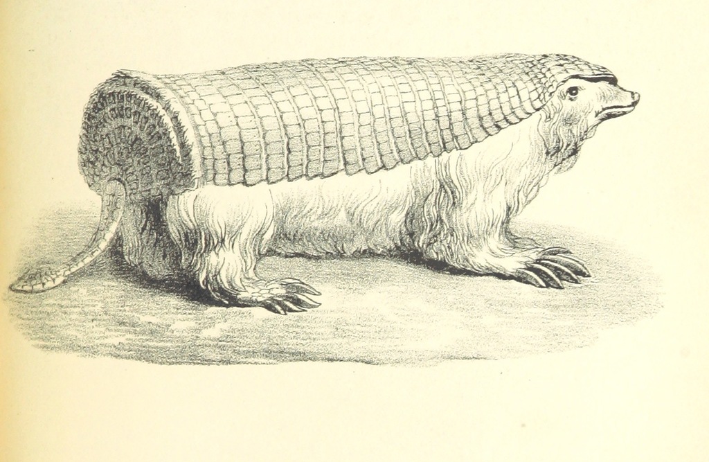 pink fairy armadillo