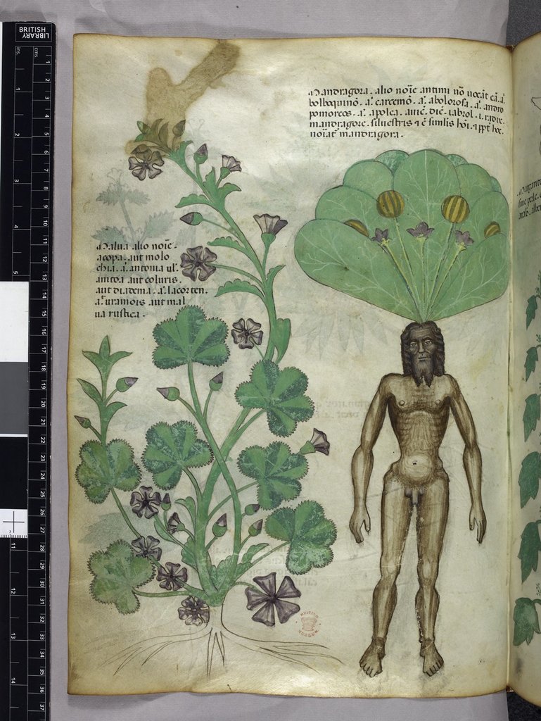 Female mandrake, 1491 free public domain image