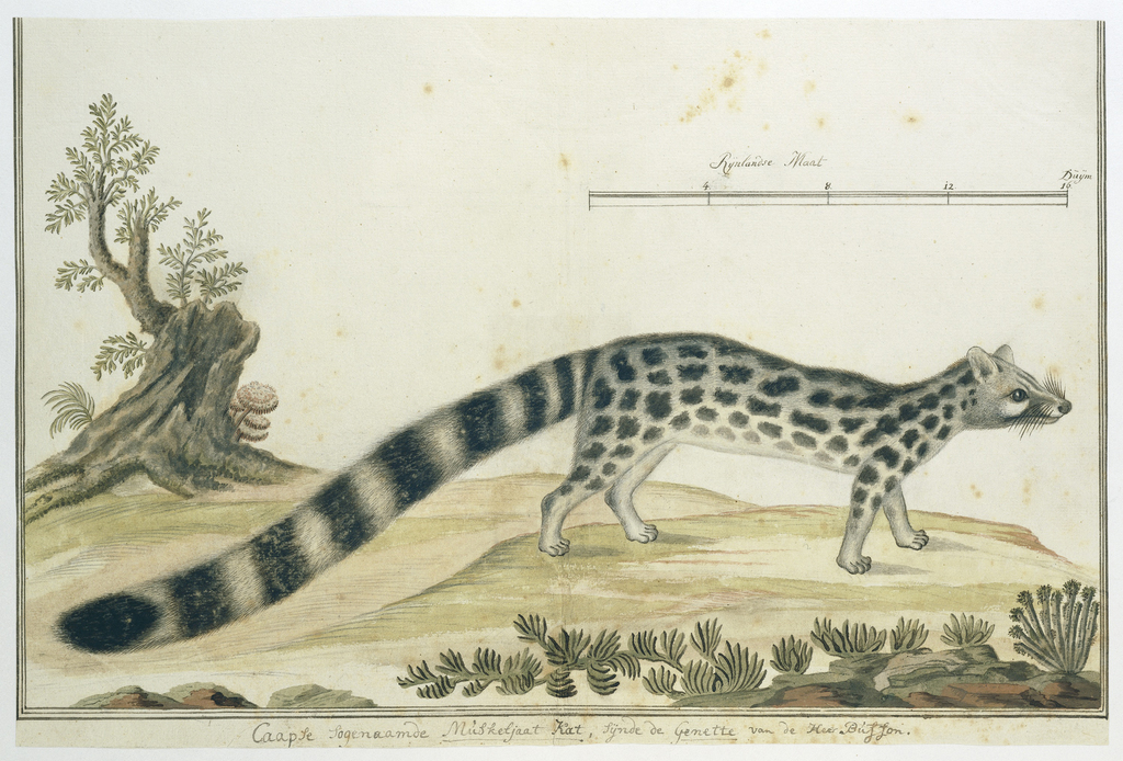 Genetkat tigrina) - Rijksmuseum public domain dedication - PICRYL - Public Domain Media Search Engine Public Domain